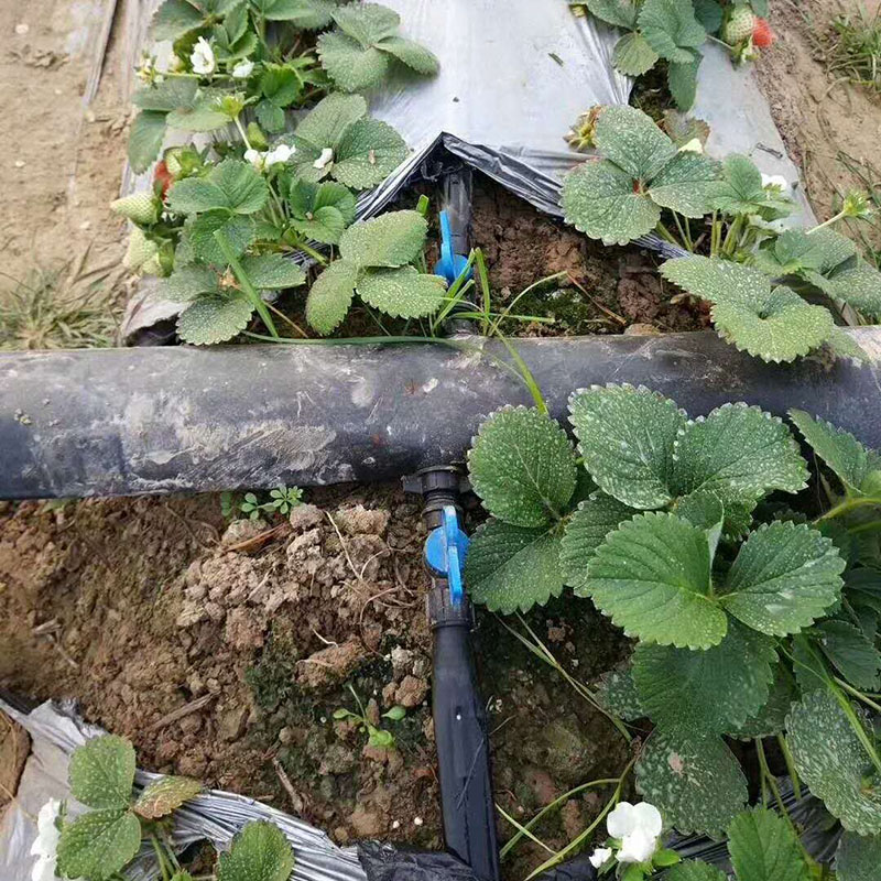 大棚水肥一体化,草莓水肥一体化